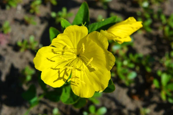 Żółte Duże Kwiaty Wiesiołka Czworobocznego Rosnące Ulicy Kolorowe Uroczyste Tło — Zdjęcie stockowe