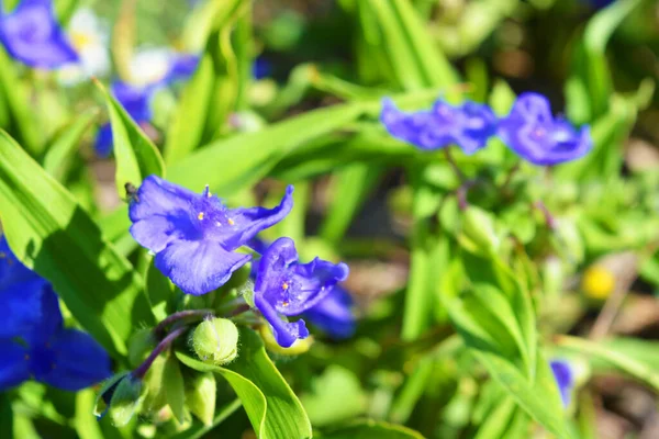 Belles Fleurs Bleues Tradinscence Poussant Dans Rue Éclairées Par Soleil — Photo