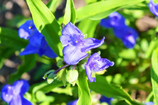 Μπλε Όμορφα Λουλούδια Του Tradinscence Αυξάνεται Στο Δρόμο Και Φωτίζεται — Φωτογραφία Αρχείου