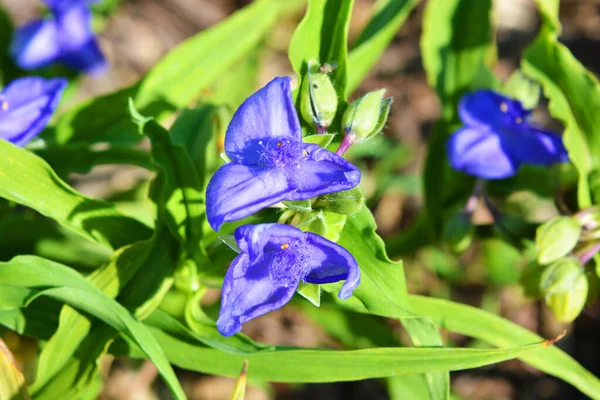 Belles Fleurs Bleues Tradinscence Poussant Dans Rue Éclairées Par Soleil — Photo