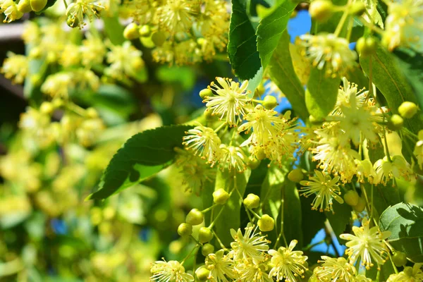 Fleurs Tilleuls Jaune Doré Brillant Fleurissant Sentant Sur Les Branches — Photo