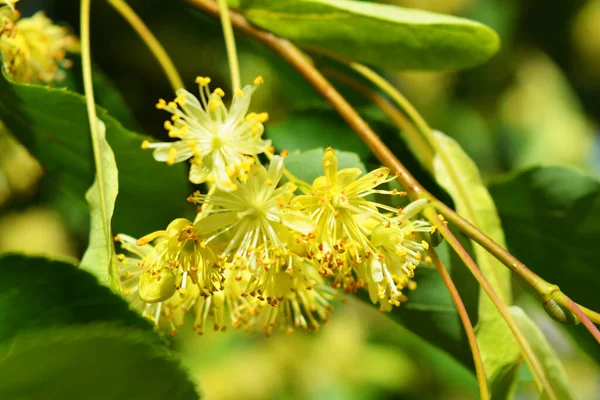 Flores Amarelas Douradas Brilhantes Que Florescem Cheiram Flores Tília Ramos — Fotografia de Stock