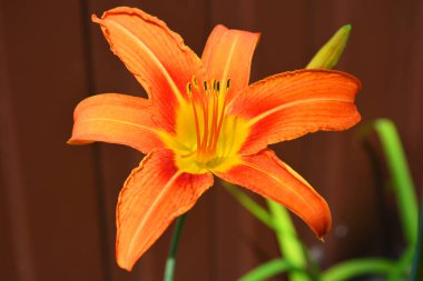 Ukrayna 'nın Dnipro caddelerinde yetişen parlak ve orijinal Ukrayna çiçekleri. Büyük, turuncu, büyük çiçek tomurcukları, zambak kokusu kahverengi bir arka planda bulunur..