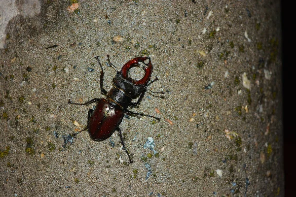 Grand Insecte Mâle Dendroctone Adulte Cerf Qui Repose Après Avoir — Photo