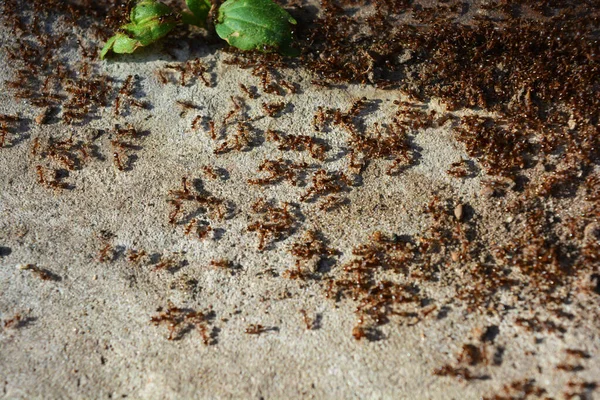 Schönes Und Buntes Leben Brauner Roter Ameisen Die Aktiv Einem lizenzfreie Stockbilder