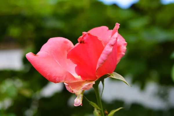 Green Bushes Shoots Summer Mature Rose Growing Home Garden — Stock Photo, Image