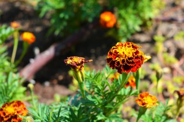 Sokakta büyüyen siyah saçlı çiçeklerin parlak ve renkli kıvırcık çiçekleri..