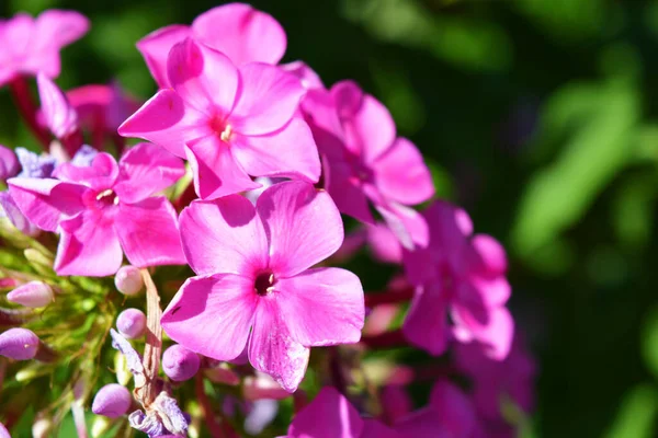 Flores Delicadas Uma Fábrica Perene Flox Rosa Que Cresce Natureza — Fotografia de Stock