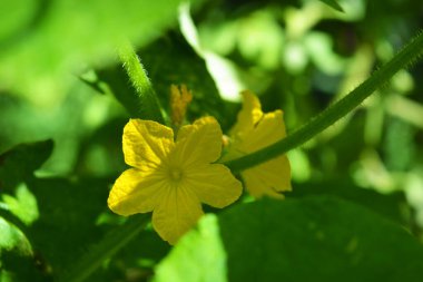 Bitkinin gövdesinde büyüyen parlak sarı salatalık çiçekleri..