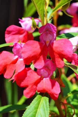 Dnipro şehrinin sokaklarında yetişen parlak ve renkli yıllık Ukrayna çiçekleri.