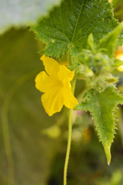 Bright Colorful Yellow Cucumber Flowers Growing Trunk Plant — Stock Photo, Image