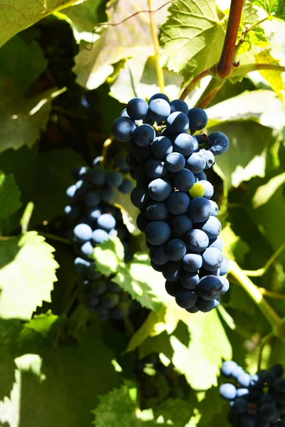 Frutas Sabrosas Maduras Uvas Negras Vino Pequeñas Que Crecen Vides — Foto de Stock
