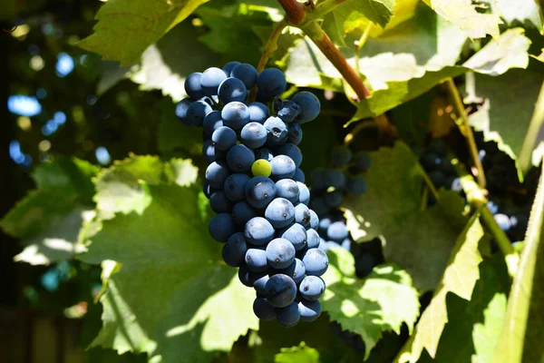 Frutas Sabrosas Maduras Uvas Negras Vino Pequeñas Que Crecen Vides — Foto de Stock