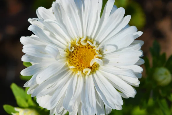 Flores Brillantes Con Pétalos Pequeños Que Crecen Bajo Sol Brillante — Foto de Stock