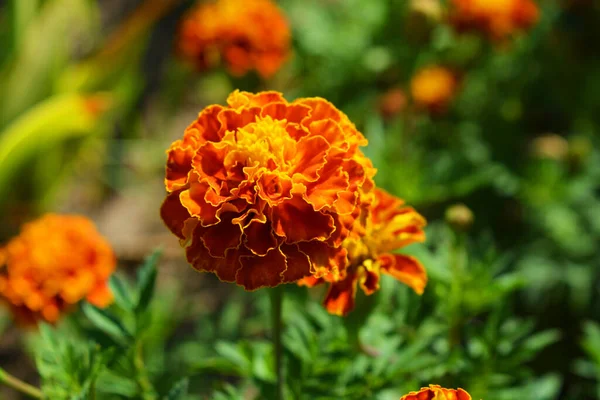 Fényes Színes Ukrán Népi Virágok Bozontos Narancs Fekete Shavens Körömvirág — Stock Fotó