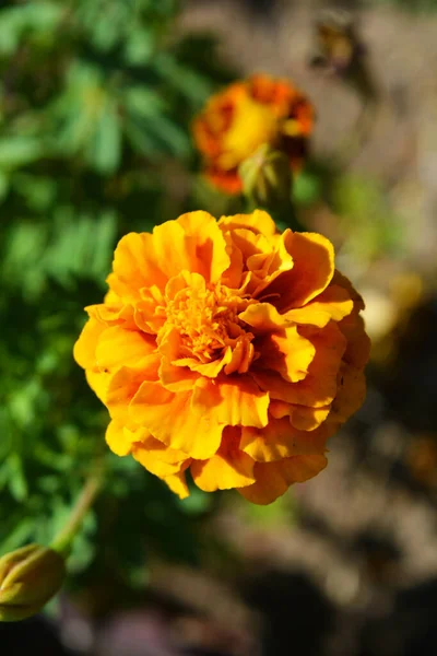 Fényes Színes Ukrán Népi Virágok Bozontos Narancs Fekete Shavens Körömvirág — Stock Fotó