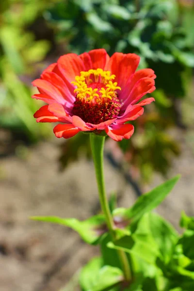 Zinnia Anual Mágica Flores Desambiguação Majores Crescendo Nas Ruas Dripro — Fotografia de Stock