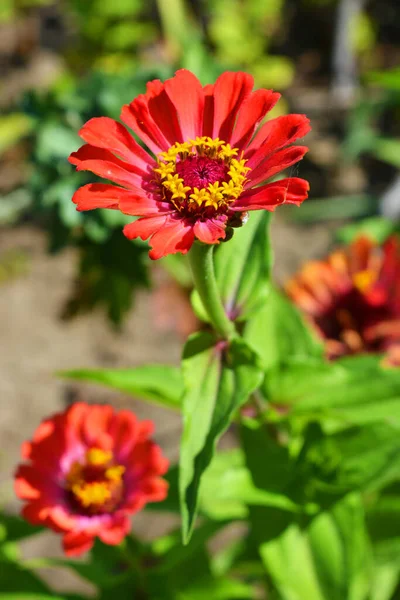 Zinnia Anual Mágica Flores Desambiguação Majores Crescendo Nas Ruas Dripro — Fotografia de Stock