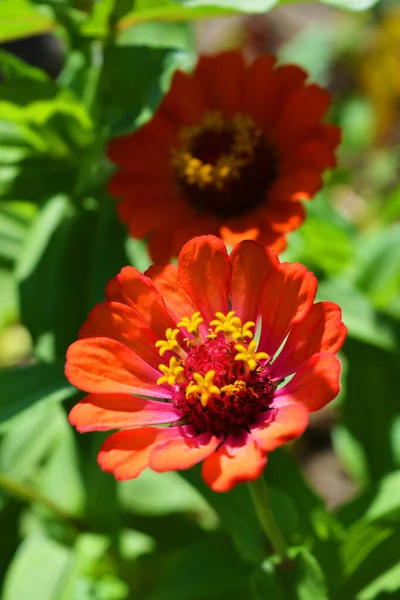 Magiska Rliga Zinnia Blommor Olika Majors Xer Gatorna Dripro Fascinerande — Stockfoto