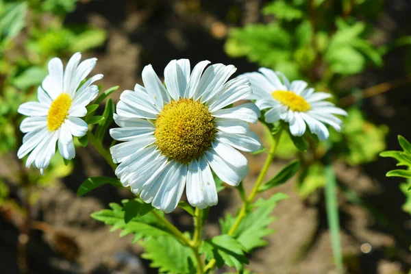 Fleurs Brillantes Avec Petits Pétales Poussant Sous Soleil Été Lumineux — Photo