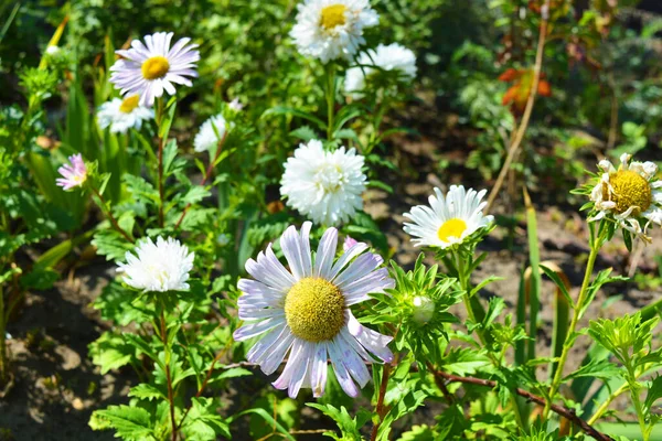 Fleurs Brillantes Avec Petits Pétales Poussant Sous Soleil Été Lumineux — Photo