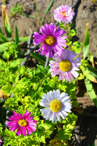 Bright Flowers Small Petals Growing Bright Summer Sun Extraordinary Delicate — Stock Photo, Image