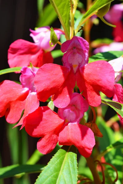 Dnipro şehrinin sokaklarında yetişen parlak ve renkli yıllık Ukrayna çiçekleri.