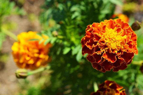 Helle Und Farbenfrohe Ukrainische Volksblumen Zottelige Orangefarbene Schwarzrasierer Ringelblumen Die Stockbild
