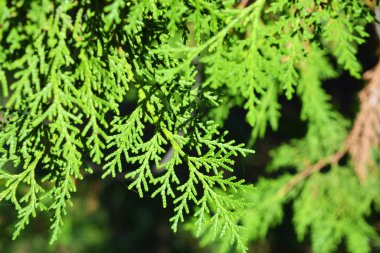 Enfes yapraklar, iğneler, sonbahar güneşiyle aydınlatılan kozalaklı thuja dalları..