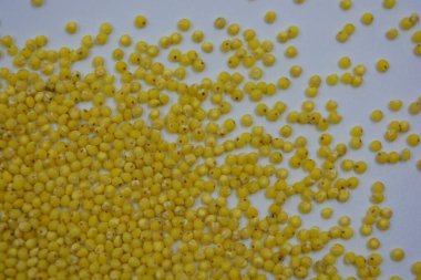 Çok sağlıklı ve kullanışlı homurtular, beyaz bir arka plana saçılmış sarı darılar. Bu mısır gevreğindeki yulaf lapası vücuttaki toksinleri temizler..