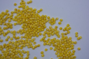 Çok sağlıklı ve kullanışlı homurtular, beyaz bir arka plana saçılmış sarı darılar. Bu mısır gevreğindeki yulaf lapası vücuttaki toksinleri temizler..