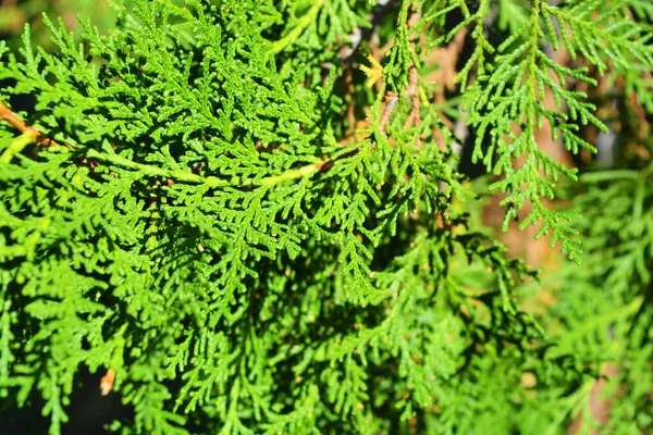 Utsökt Blad Barr Tuja Grenar Med Kottar Upplysta Höstsolen — Stockfoto