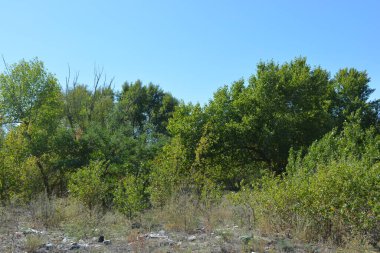 Güzel, parlak, unutulmaz bir doğa. Küçük yaprak döken, diken. Kuru otlar, yabani çiçekler, patikalar, tozlu yollar, yeşil çalılar, yeşil yapraklı genç ve yaşlı ağaçlar, akasya, kavak ağaçları, ıhlamur, deniz dikenleri.