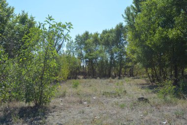 Güzel, parlak, unutulmaz bir doğa. Küçük yaprak döken, diken. Kuru otlar, yabani çiçekler, patikalar, tozlu yollar, yeşil çalılar, yeşil yapraklı genç ve yaşlı ağaçlar, akasya, kavak ağaçları, ıhlamur, deniz dikenleri.