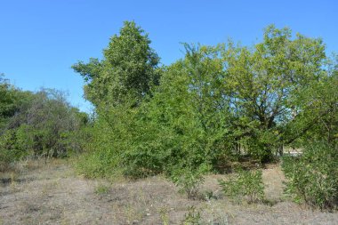 Güzel, parlak, unutulmaz bir doğa. Küçük yaprak döken, diken. Kuru otlar, yabani çiçekler, patikalar, tozlu yollar, yeşil çalılar, yeşil yapraklı genç ve yaşlı ağaçlar, akasya, kavak ağaçları, ıhlamur, deniz dikenleri.