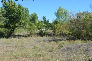 Güzel, parlak, unutulmaz bir doğa. Küçük yaprak döken, diken. Kuru otlar, yabani çiçekler, patikalar, tozlu yollar, yeşil çalılar, yeşil yapraklı genç ve yaşlı ağaçlar, akasya, kavak ağaçları, ıhlamur, deniz dikenleri.