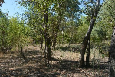 Güzel, parlak, unutulmaz bir doğa. Küçük yaprak döken, diken. Kuru otlar, yabani çiçekler, patikalar, tozlu yollar, yeşil çalılar, yeşil yapraklı genç ve yaşlı ağaçlar, akasya, kavak ağaçları, ıhlamur, deniz dikenleri.