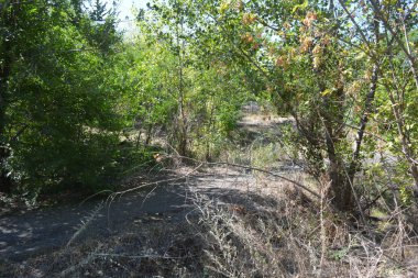 Güzel, parlak, unutulmaz bir doğa. Küçük yaprak döken, diken. Kuru otlar, yabani çiçekler, patikalar, tozlu yollar, yeşil çalılar, yeşil yapraklı genç ve yaşlı ağaçlar, akasya, kavak ağaçları, ıhlamur, deniz dikenleri.