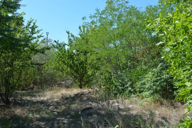 Güzel, parlak, unutulmaz bir doğa. Küçük yaprak döken, diken. Kuru otlar, yabani çiçekler, patikalar, tozlu yollar, yeşil çalılar, yeşil yapraklı genç ve yaşlı ağaçlar, akasya, kavak ağaçları, ıhlamur, deniz dikenleri.