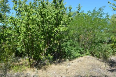 Güzel, parlak, unutulmaz bir doğa. Küçük yaprak döken, diken. Kuru otlar, yabani çiçekler, patikalar, tozlu yollar, yeşil çalılar, yeşil yapraklı genç ve yaşlı ağaçlar, akasya, kavak ağaçları, ıhlamur, deniz dikenleri.