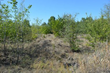 Güzel, parlak, unutulmaz bir doğa. Küçük yaprak döken, diken. Kuru otlar, yabani çiçekler, patikalar, tozlu yollar, yeşil çalılar, yeşil yapraklı genç ve yaşlı ağaçlar, akasya, kavak ağaçları, ıhlamur, deniz dikenleri.