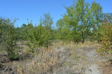 Güzel, parlak, unutulmaz bir doğa. Küçük yaprak döken, diken. Kuru otlar, yabani çiçekler, patikalar, tozlu yollar, yeşil çalılar, yeşil yapraklı genç ve yaşlı ağaçlar, akasya, kavak ağaçları, ıhlamur, deniz dikenleri.