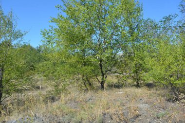 Güzel, parlak, unutulmaz bir doğa. Küçük yaprak döken, diken. Kuru otlar, yabani çiçekler, patikalar, tozlu yollar, yeşil çalılar, yeşil yapraklı genç ve yaşlı ağaçlar, akasya, kavak ağaçları, ıhlamur, deniz dikenleri.