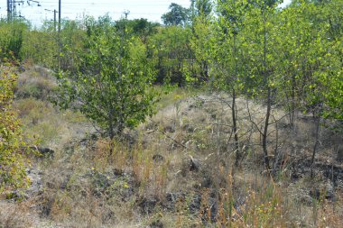 Güzel, parlak, unutulmaz bir doğa. Küçük yaprak döken, diken. Kuru otlar, yabani çiçekler, patikalar, tozlu yollar, yeşil çalılar, yeşil yapraklı genç ve yaşlı ağaçlar, akasya, kavak ağaçları, ıhlamur, deniz dikenleri.