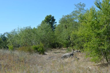 Güzel, parlak, unutulmaz bir doğa. Küçük yaprak döken, diken. Kuru otlar, yabani çiçekler, patikalar, tozlu yollar, yeşil çalılar, yeşil yapraklı genç ve yaşlı ağaçlar, akasya, kavak ağaçları, ıhlamur, deniz dikenleri.