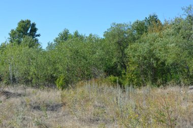 Güzel, parlak, unutulmaz bir doğa. Küçük yaprak döken, diken. Kuru otlar, yabani çiçekler, patikalar, tozlu yollar, yeşil çalılar, yeşil yapraklı genç ve yaşlı ağaçlar, akasya, kavak ağaçları, ıhlamur, deniz dikenleri.