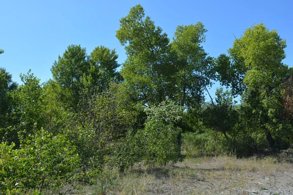 Güzel, parlak, unutulmaz bir doğa. Küçük yaprak döken, diken. Kuru otlar, yabani çiçekler, patikalar, tozlu yollar, yeşil çalılar, yeşil yapraklı genç ve yaşlı ağaçlar, akasya, kavak ağaçları, ıhlamur, deniz dikenleri.