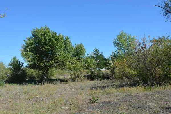 Güzel, parlak, unutulmaz bir doğa. Küçük yaprak döken, diken. Kuru otlar, yabani çiçekler, patikalar, tozlu yollar, yeşil çalılar, yeşil yapraklı genç ve yaşlı ağaçlar, akasya, kavak ağaçları, ıhlamur, deniz dikenleri.