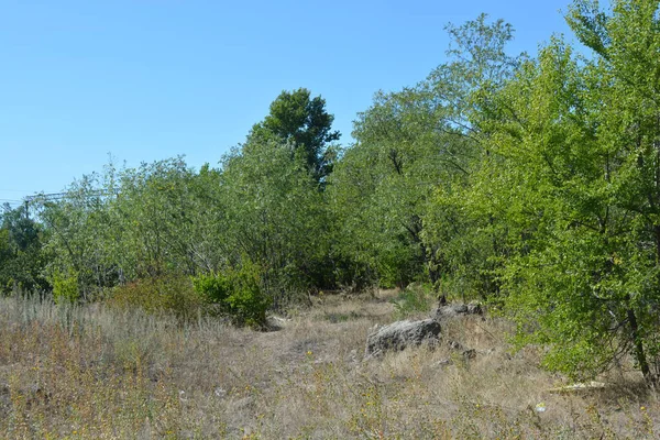 Güzel, parlak, unutulmaz bir doğa. Küçük yaprak döken, diken. Kuru otlar, yabani çiçekler, patikalar, tozlu yollar, yeşil çalılar, yeşil yapraklı genç ve yaşlı ağaçlar, akasya, kavak ağaçları, ıhlamur, deniz dikenleri.