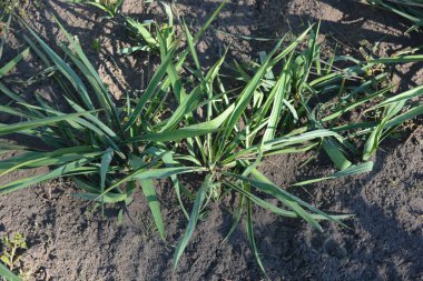 Güzel, harika doğa, sokaklarda büyüyen çiçekler. Yucca caddesinin büyük, küçük çalıları, Adam 'ın iğnesi ya da uzun, ince yeşil yapraklı İspanyol süngüsü..